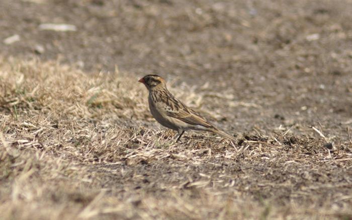 Pin-tailed Whydah
